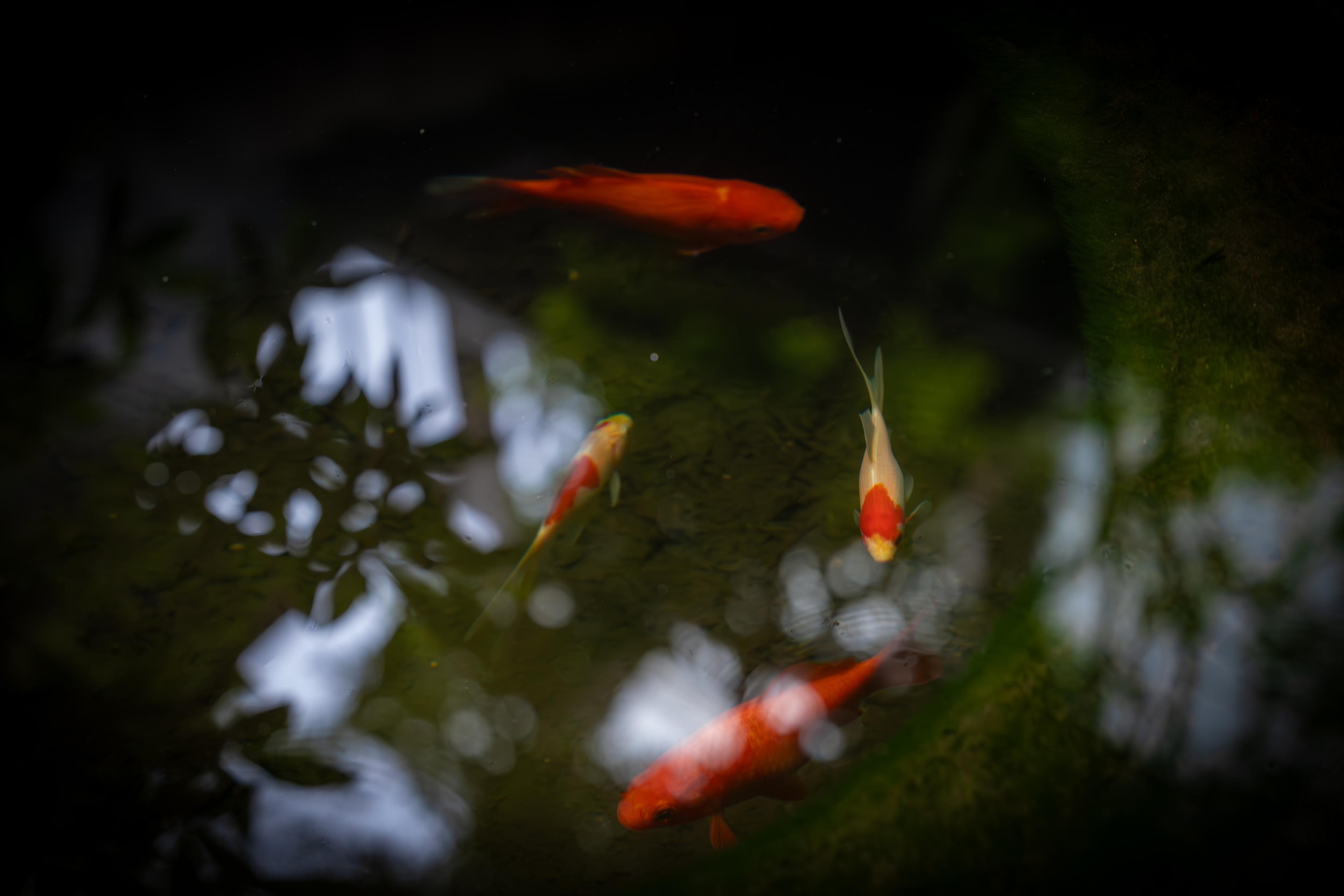 善光寺表参道 たき澤 金魚
